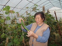  Harvest of cucumbers in a green house 