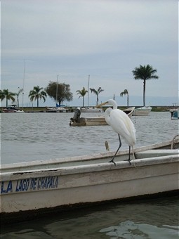  Egret at a fisher boat  