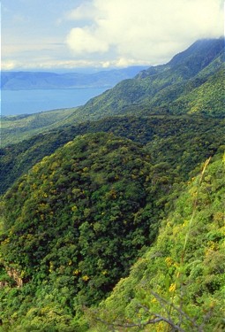  Vegetation at the mountain sides at Lake Chapala 
