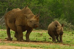  Nashornmutter mit Jungtier in Südafrika 