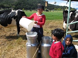  Auch die wichtige Milchwirtschaft ist durch den sinkenden Grundwasserspiegel gefährdet. 