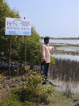  Projektfläche mit Mangrovenpflanzen 