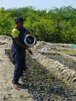  Bewässerung der Mangroven-Setzlinge 