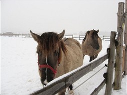  Pferde im Schnee 