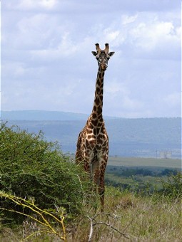  Nicht nur Giraffen profitieren von weiterhin ungestörten Wanderrouten. 