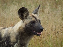  Auch andere bedrohte Arten, wie der Afrikanische Wildhund, profitieren vom Nashornschutz. 