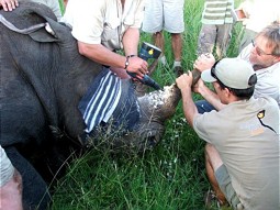  Helfer bringen den Sender im Horn des betäubten Nashorns an. 