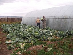  Open land cultivation of cabbages 