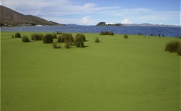  Duckweed covers the lake surface in Puno Bay.  