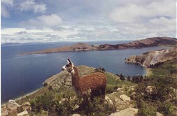  Llama at the Sun Island 