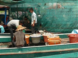  Fresh-caught fishes 