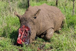  A rhino, killed by illegal poaching. 