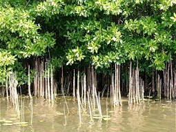  Intact habitat: Mangrove forest 