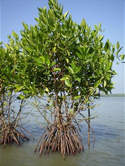  Mangrovenrenaturierung - ein erfolgreiches Projekt in vier asiatischen Ländern 