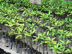  Mangrovensetzlinge in einer Baumschule 