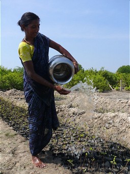  Bewässerung der Mangrovensetzlinge 