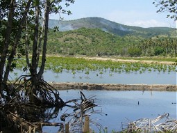  Project area with mangrove seedlings 