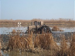  Reed area in Spain 
