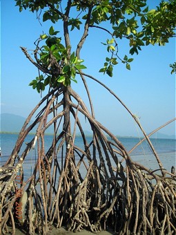  Mangrove plant with air rootsn
Photo: Mangrove Action Project (MAP), Thailand 