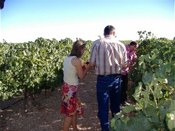  Excursion in a vineyard 