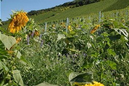  Ökologischer Weinbau - eines der Projekte des GNF in Deutschland 