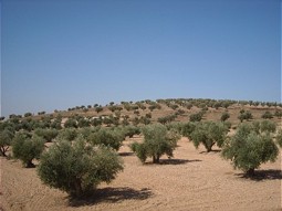  Landschaft in Spanien 
