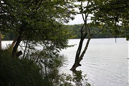  Ufer am Stechlinsee 