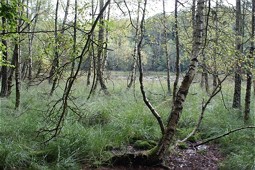  Birkenwald am Stechlinsee 