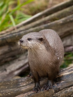  Otter
Photo: William Warby 