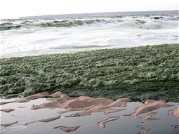  Blue-green algae
Photo: Mavin Whicker, Source: LWF 
