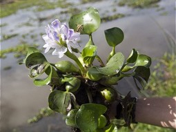 Water Hyacinth 
