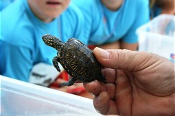  Release of the European pond turtles in July 2013 