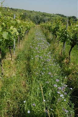  Flourishing Vineyard 