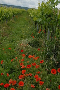  Biodiversity on the verge of and in the vineyard 