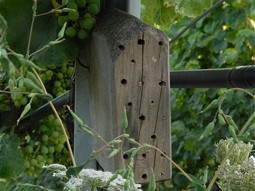  Insect hotels help the vineyard. 