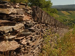  Stone walls provide a protected habitat for many animals. 