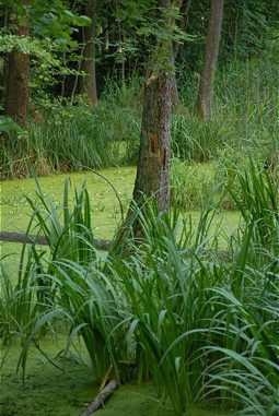  Natural Habitats between the Ponds 