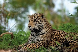  Jaguar
Photo: Ranveig Eckhoff 