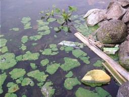  Algen an der Oberfläche des Sampaloc Sees 