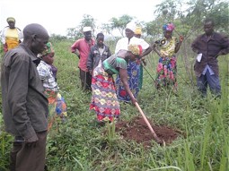  DAs Anpflanzen heimischer Bäume in Burundi sichert den Bedarf an Brennholz nachhaltig. 