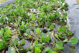 Wasserlilien im Grünfilter 