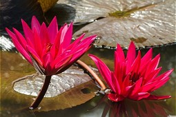  Water Lilies 