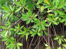  Mangrove plants 