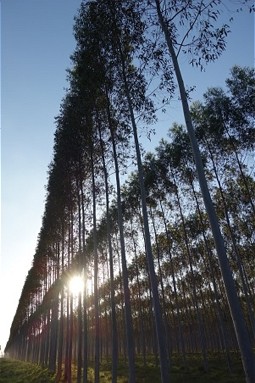 Eukalyptus-Plantage in Paraguay 