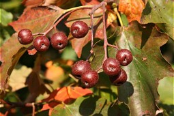  Berries of the Wild Service Tree 