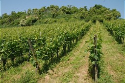  A natural vineyard with fences and trees. 
