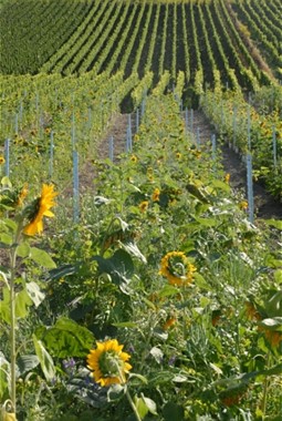  Sunflowers in the middle of vineyards. 