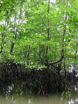  Mangrove forest in Asia 