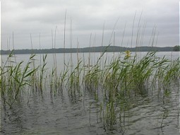  Schilfbereiche im Schweriner See 