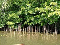  Mangrove plants at the shore line of Madampe Wetlands 